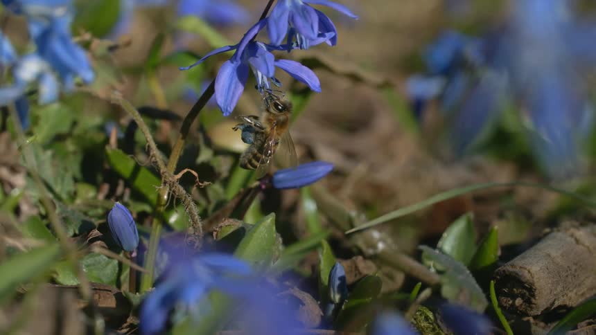 Bee gathers pollen from the purple flower