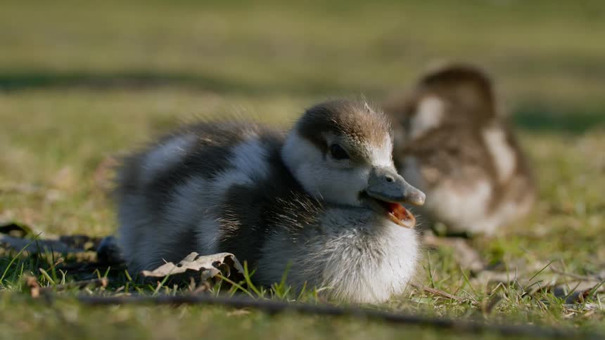Duckling Yawning