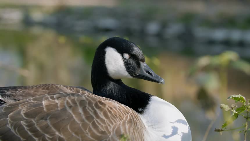 Sleepy water fowl dozes off near water