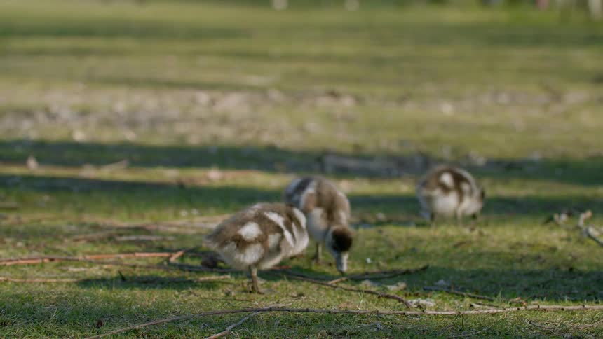 Young ducks flap their wings and graze in a field