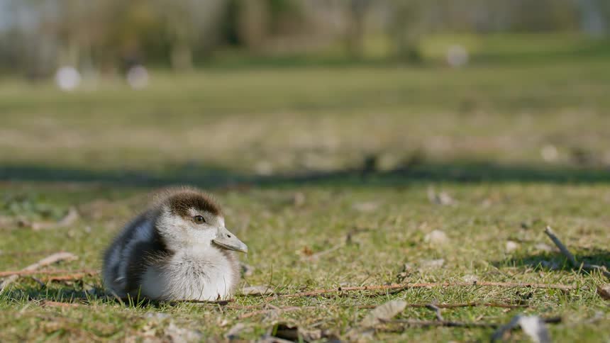 One of a pair of ducklings stands and walks away as the second falls asleep