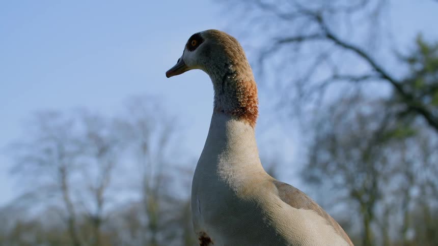 A bird looks around at its surroundings while standing outdoors during the day