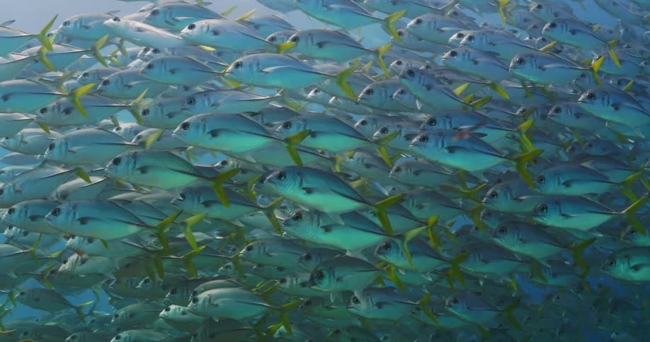 Large school of fish with green tails swim in the ocean