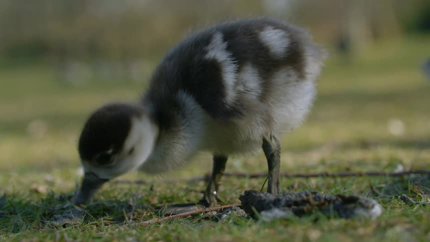 A duck is walking on grass outdoors in spring