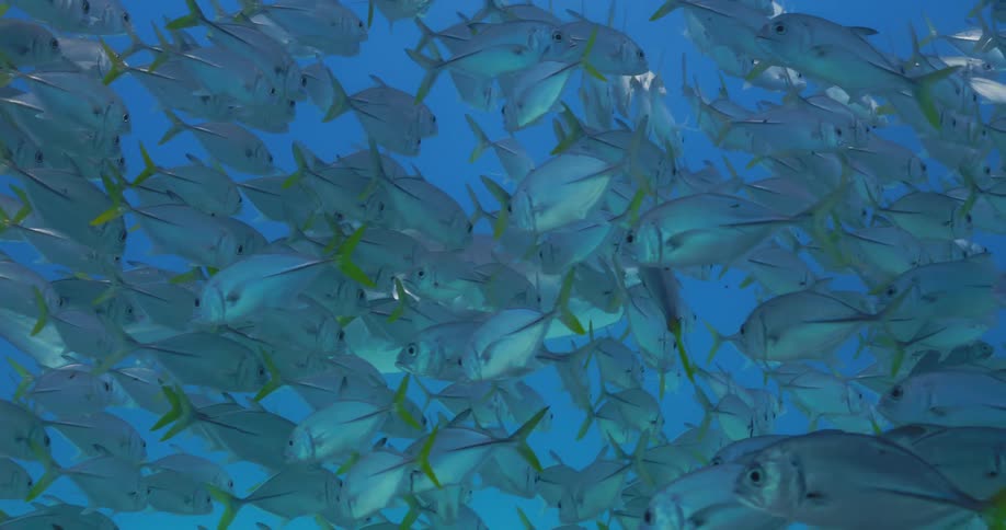 Hundreds of identical fish swim close together in the sea