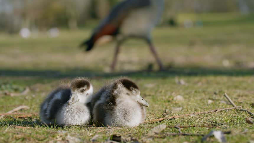 Two ducks sit in the grass