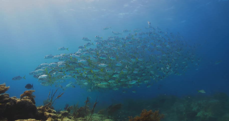 A school of fish swim close together near the bottom of the sea