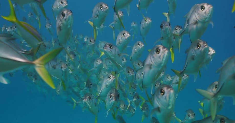 Large school of fish with green tails swimming in the ocean