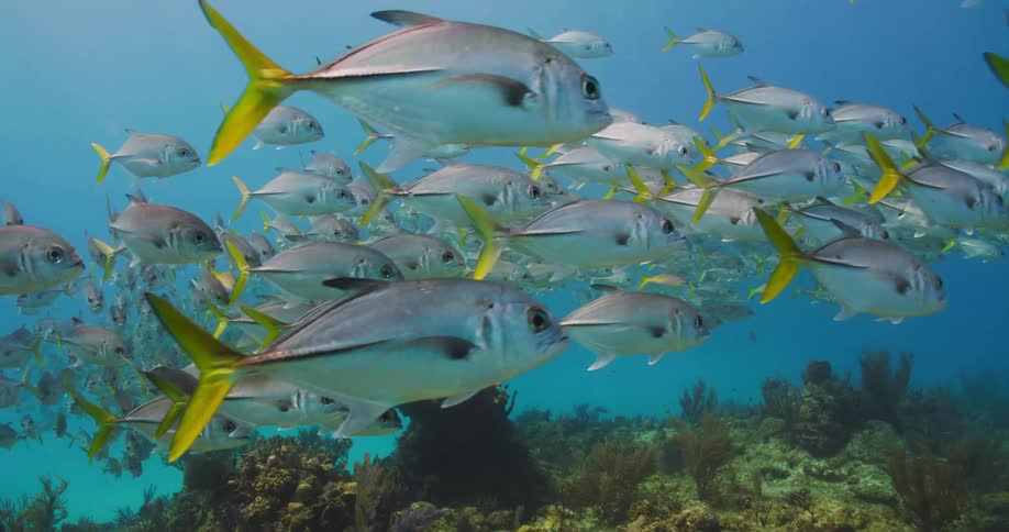 A school of fish swims together in synchron in the ocean