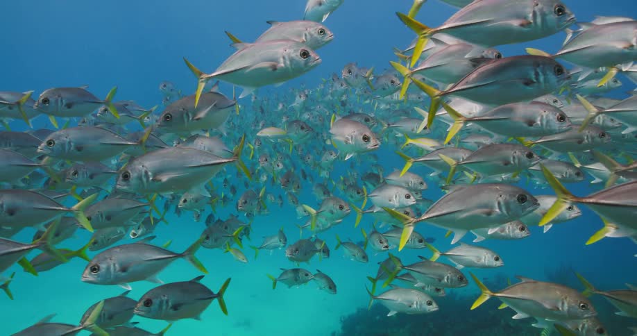 A school of fish swims together in synchron in the ocean