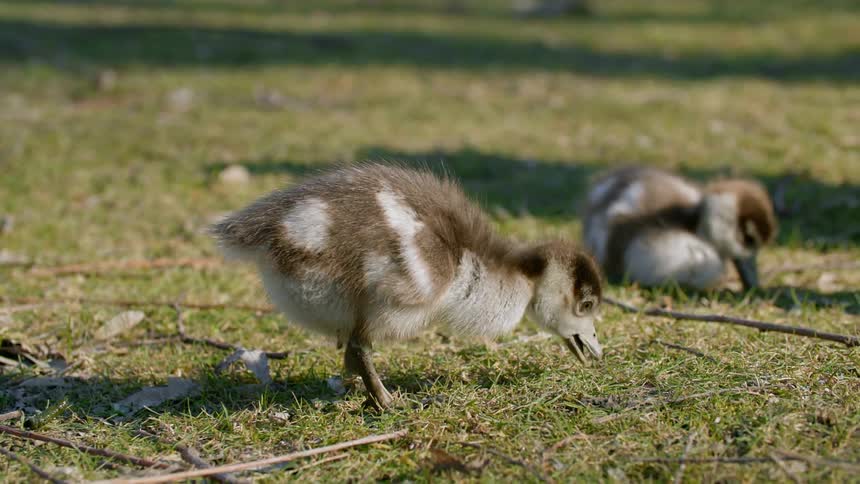 Two ducklings find something to eat in the grass on a sunny day