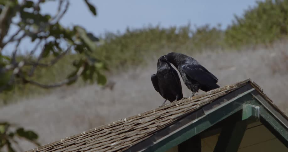 Two crows bite each others beaks while sitting on the roof of a home