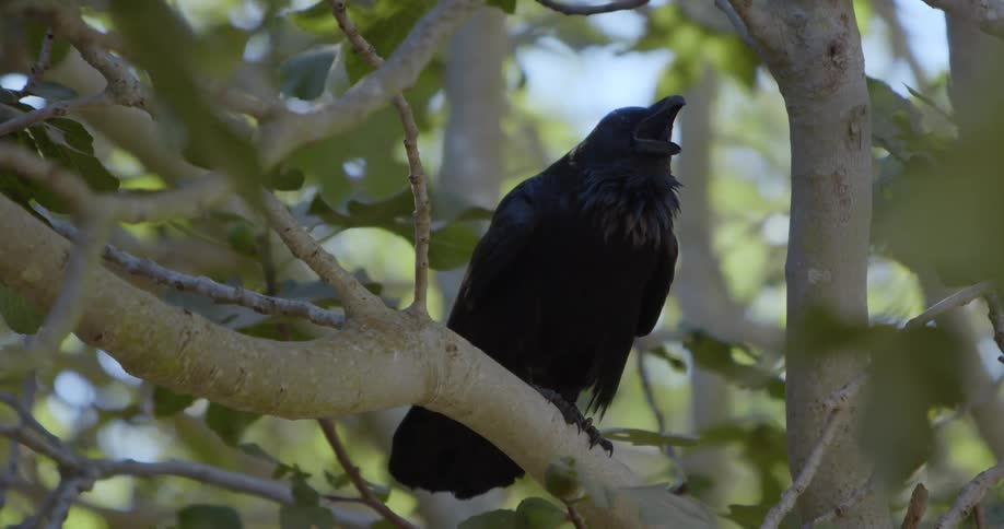 Black bird perches on branch cawing