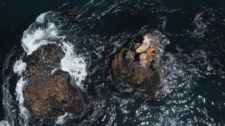 Aerial view of sea lions on a rock in the water as it ripples and splashes around them