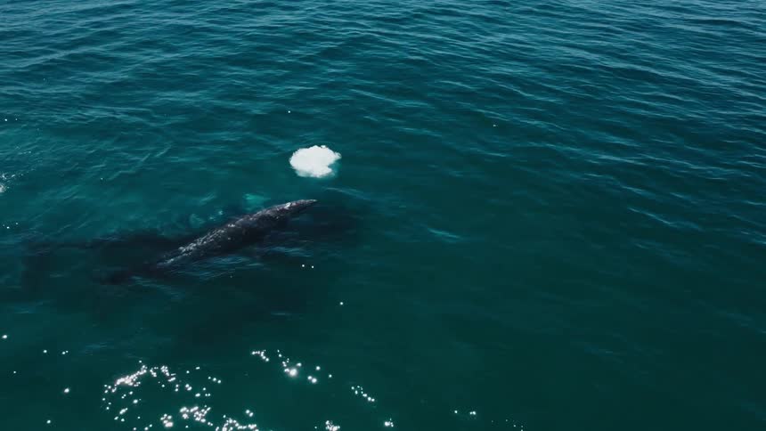 A whale and her calf swimming in the ocean near the sunny surface