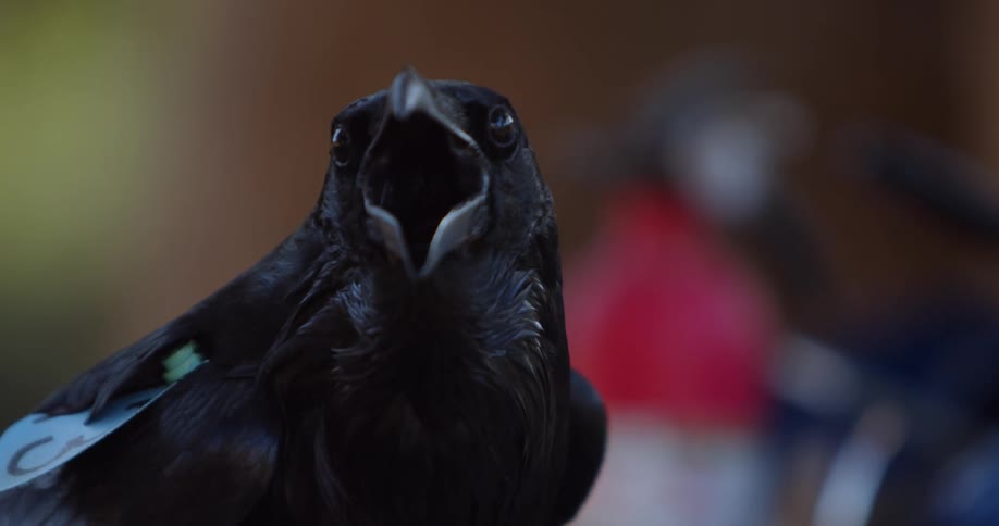 A tagged crow calls with its beak wide open before flying off
