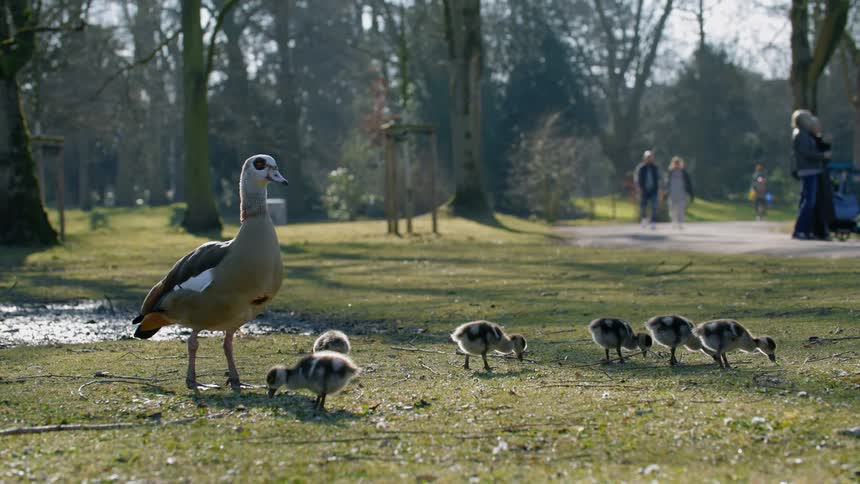 A mother goose keeping careful watch as her goslings peck at the grass in a park