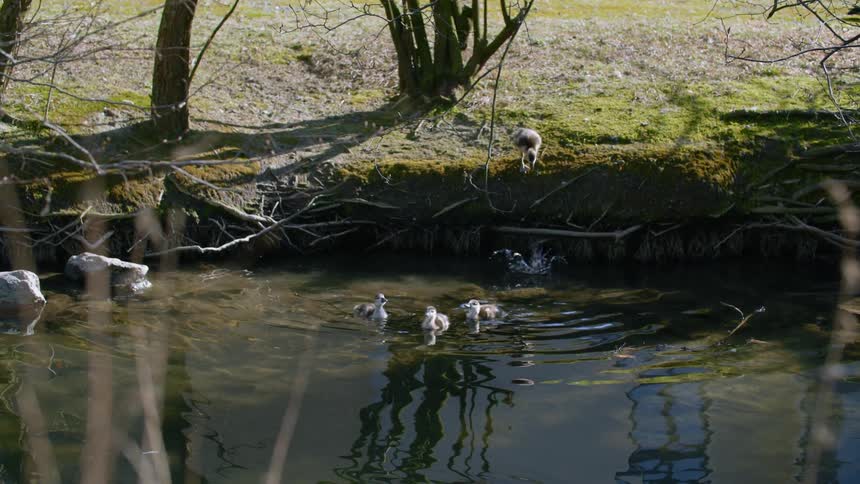 A group of ducks are swimming in the pond during spring