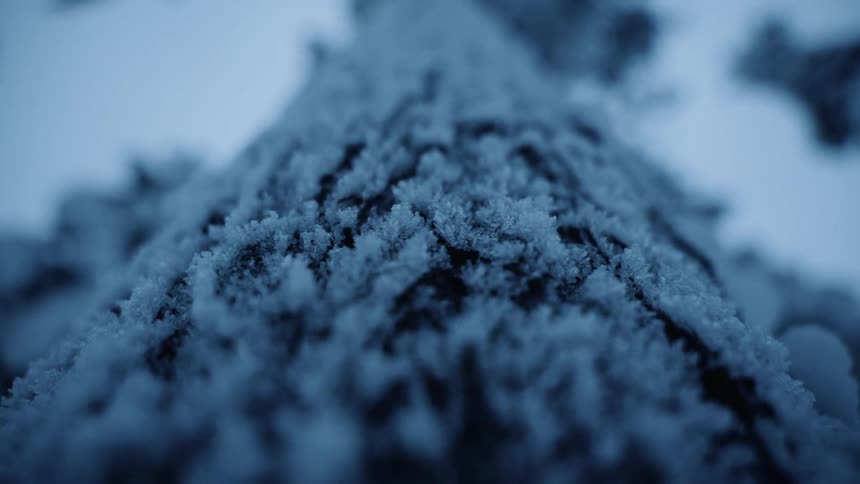 A tree surface is completely covered in a layer of icy frost