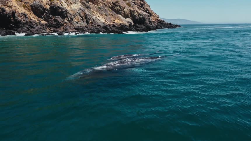 Two whales emerge from clear blue water near a promontory and sprout water before going back under