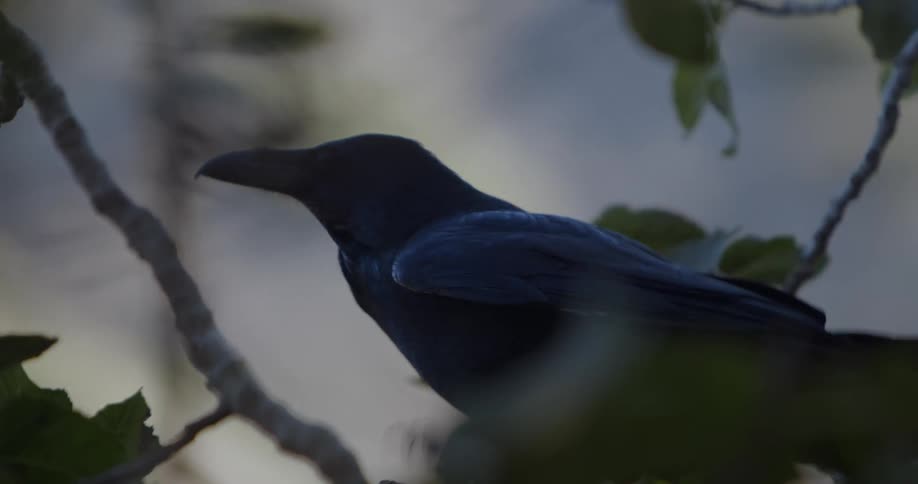 A bird is sitting in a tree looking around then it flies away