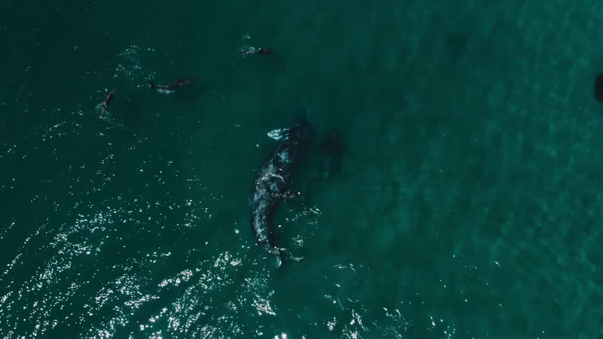 Whale and dolphins swim in aquamarine ocean creating ripples