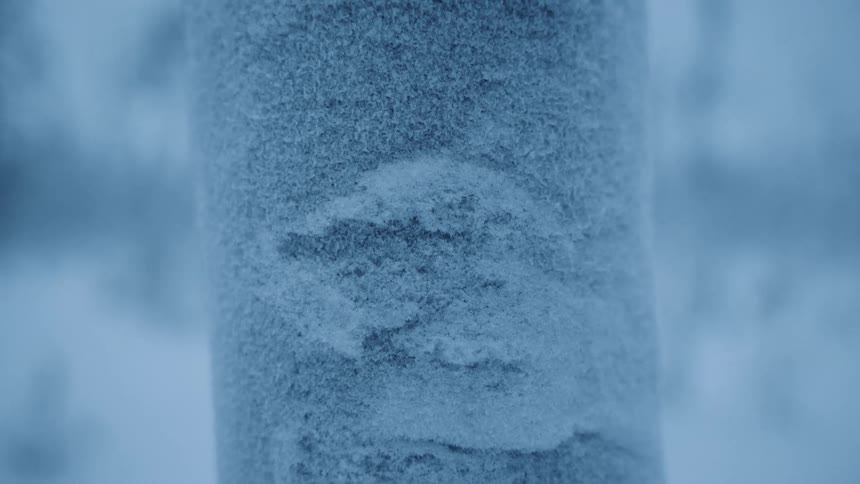 Snow and ice covers a tree trunk on a winter day