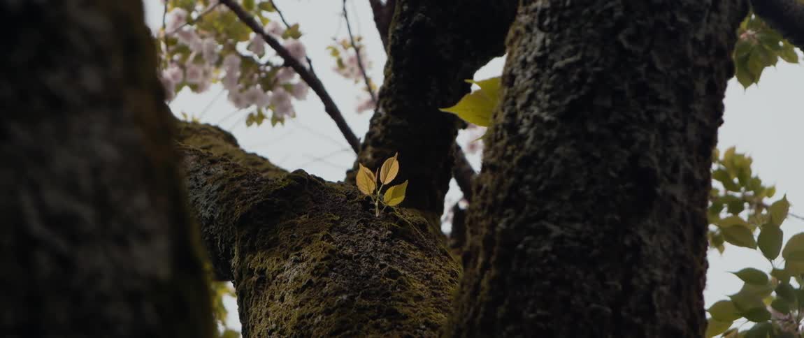 Moss coats bark on branches of flowering tree