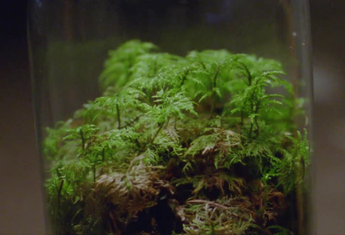 A small plant is revealed to be in a glass container beneath a white cloth that is pulled off of it suddenly