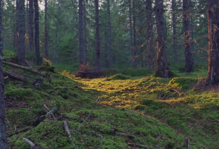 Sunlight shines on the ground in the forest then disappears