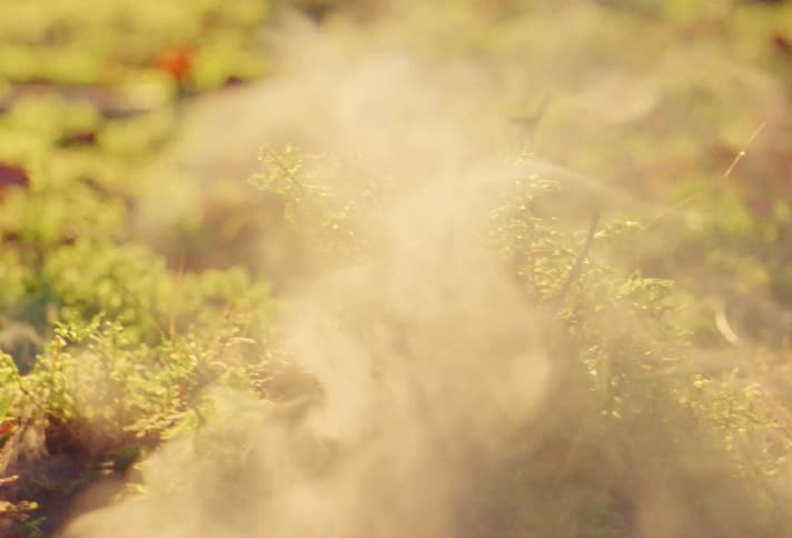 Smoke rises from a pile of greenery and red flowers
