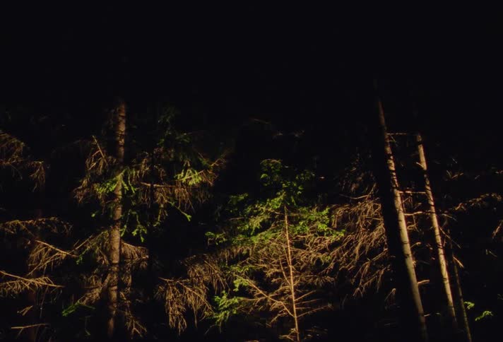Bright lights eerily illuminate the branches of pine trees on a forest at night