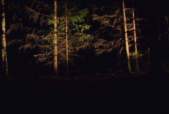 A bright light shines on trees at night then dims to black