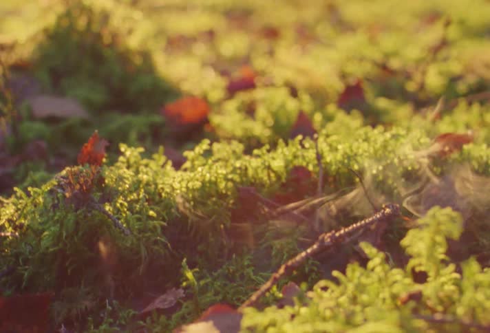 Vapor rises from vegetation carpeting ground