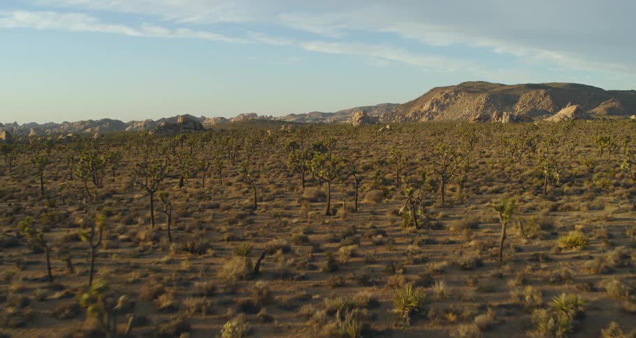 Plants and joshua tree cactus in the desert and mountains in the distance