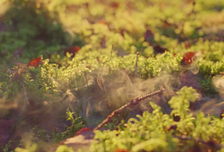 Smoke is rising and floating above plants and flowers
