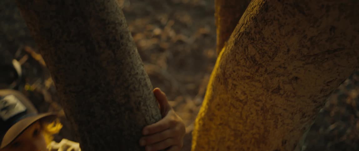 A boy wearing a baseball cap is climbing a tree
