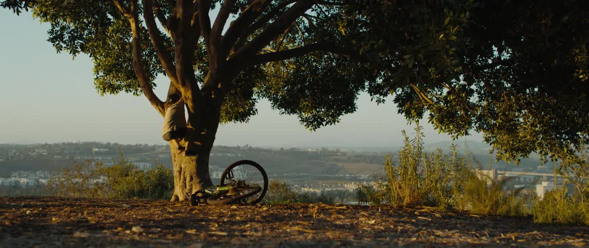 Boy with gray t shirt shorts rides bicycle taking off helmet and climbing tree at sunset