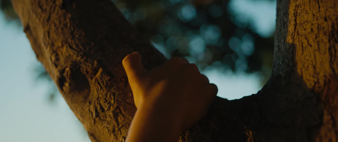 A childs hands and arms grab ahold of a tree branch