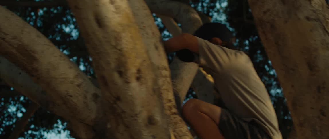 Young boy wearing a baseball cap climbs over the branches of a tall tree at evening