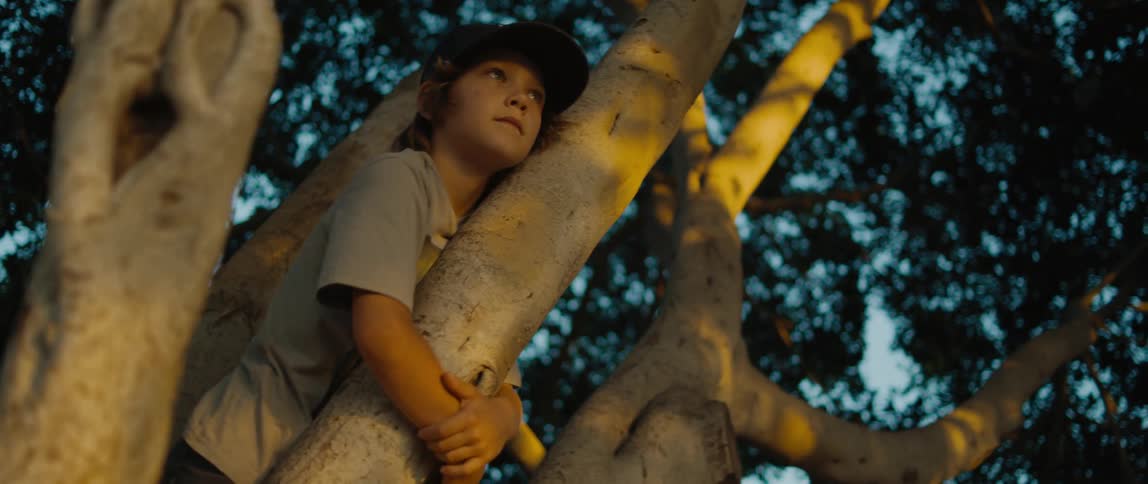 Young boy sits in a tree and holds onto a tree limb by clasping his hands around it