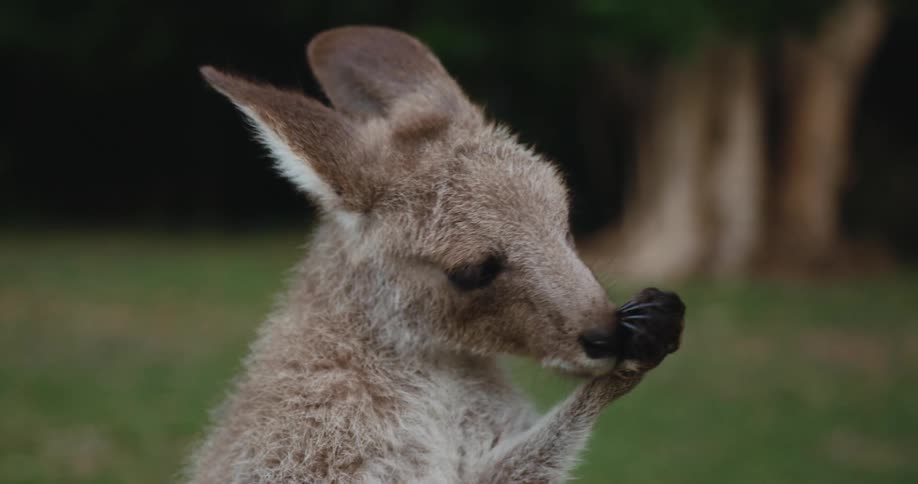 A baby kangaroo licks its paw