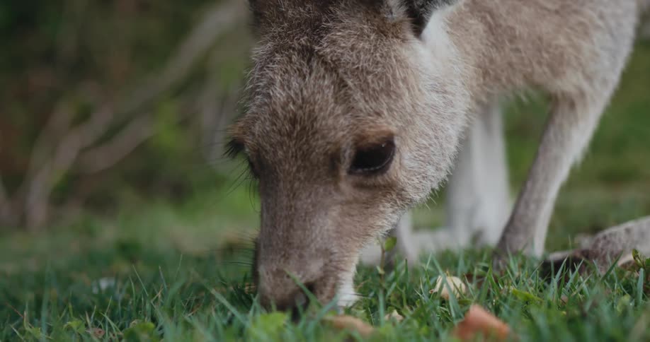 An adorable wallaby grazes on grass