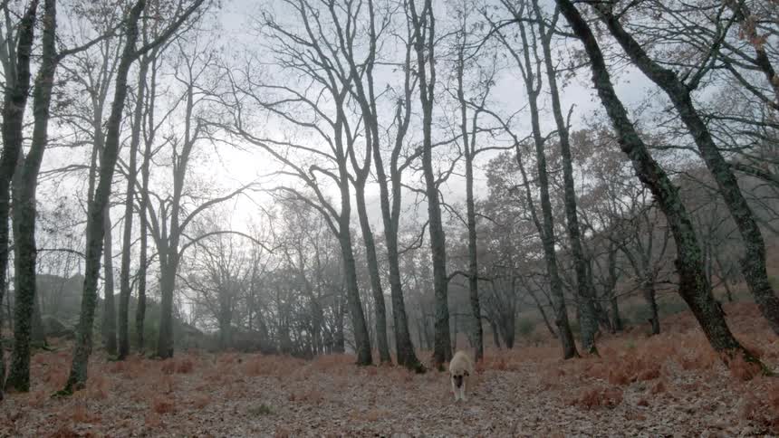 A dog walking alone in a forest on a chilly autumn day