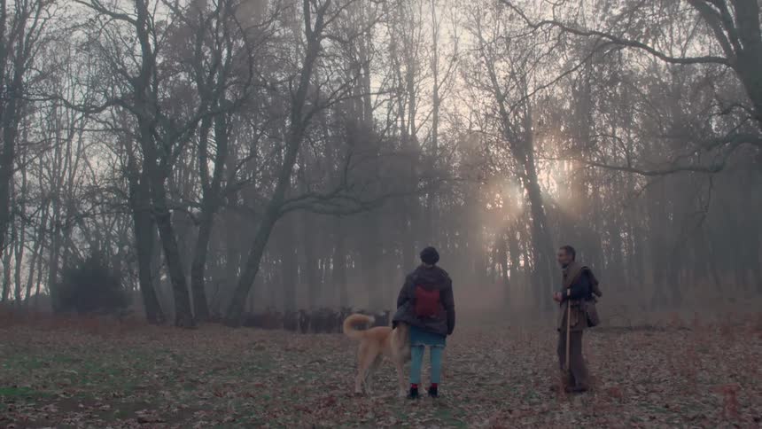 Hiker interacts with herder in forest as dog and herd moves through trees on foggy day
