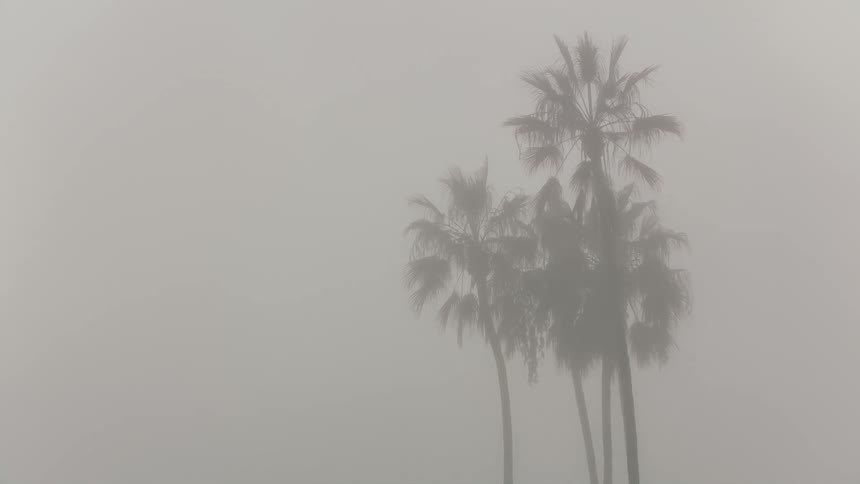 Palm trees are high in a foggy sky