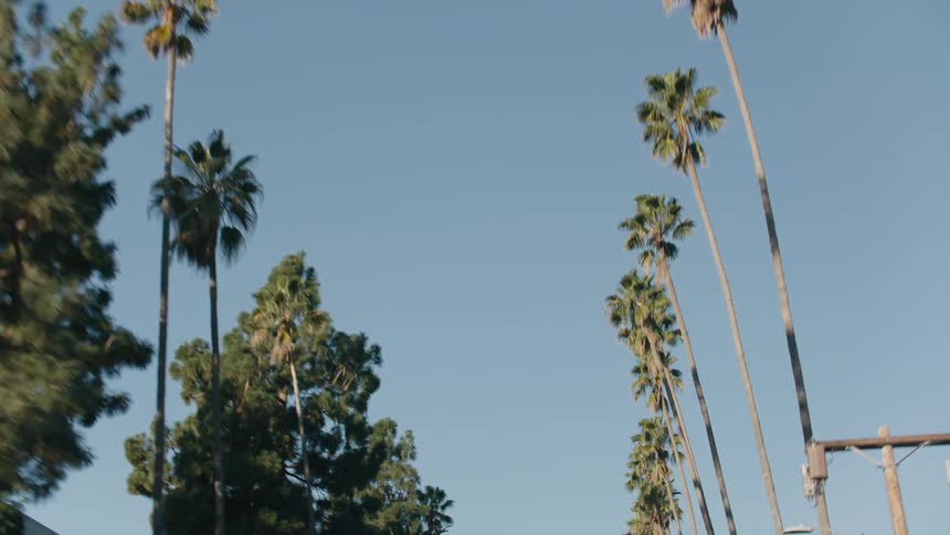 Traveling on a street looking up at trees and palm trees in a clear sky