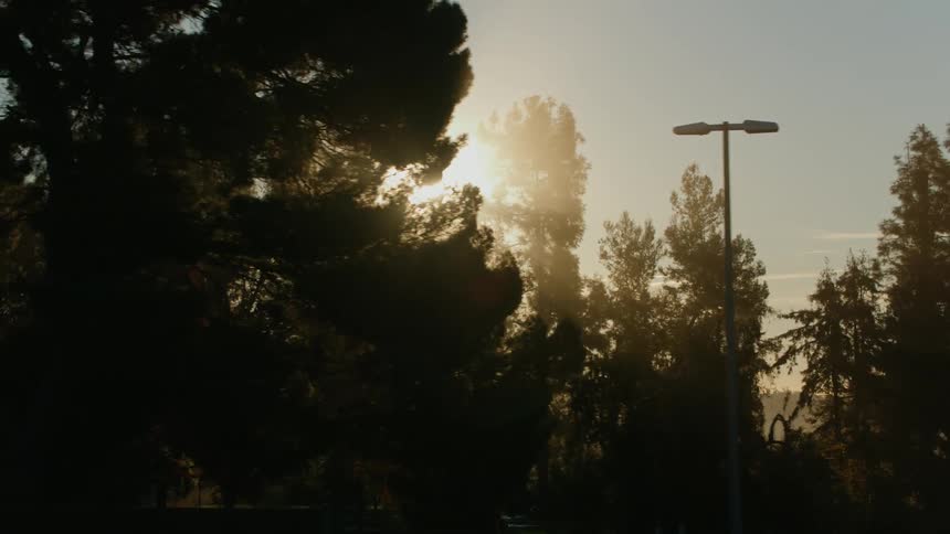 The sun shines brightly through trees in a forest