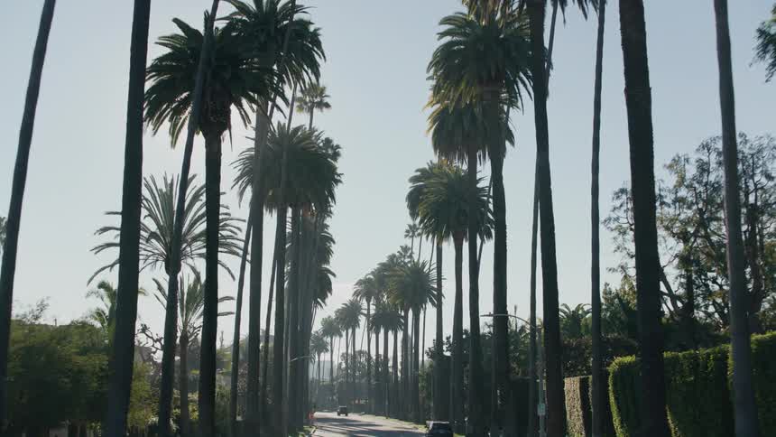 The sun shines brightly on a street lined with palm trees