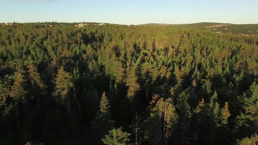 Aerial view of a large vast forest